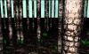 gallery/gal/A_Man_Named_Kelvin/The_Dregs/_thb_Forgotten_Forest_-_Painted.jpg