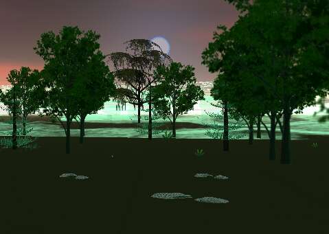 gallery/gal/Awake!/Nighttime_Woods.jpg